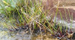 Isolepis venustula