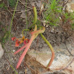 Euphorbia silenifolia
