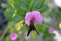 Aguna asander asander