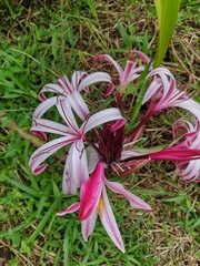 Crinum × amabile