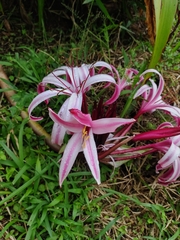 Crinum × amabile