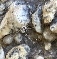 Dicranopalpus