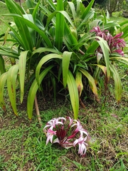 Crinum × amabile