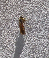 Scoliidae