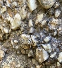 Dicranopalpus