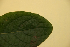 Scrophularia auriculata