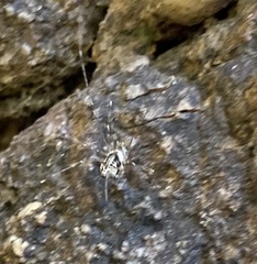 Dicranopalpus