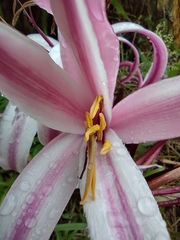 Crinum × amabile