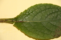 Scrophularia auriculata
