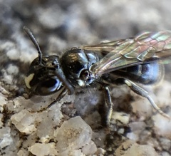 Ceratina cucurbitina
