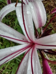 Crinum × amabile