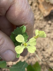 Rhamphospermum nigrum