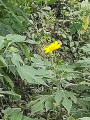 Tithonia diversifolia