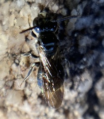 Ceratina cucurbitina