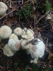 Neolentinus adhaerens