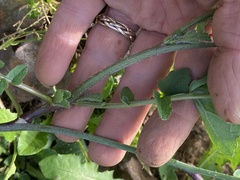 Rhamphospermum nigrum