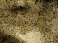 Lecanora pacifica