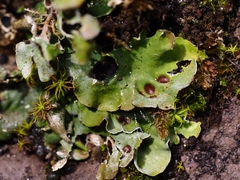 Solorina saccata