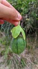 Passiflora laurifolia