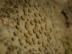 Lecanora pacifica
