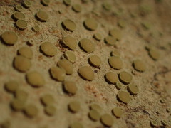 Lecanora pacifica