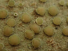 Lecanora pacifica
