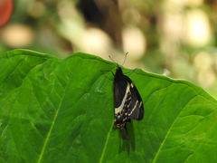 Papilio garamas