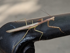 Stagmomantis limbata