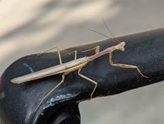 Stagmomantis limbata