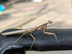 Stagmomantis limbata