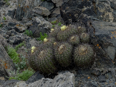 Copiapoa coquimbana
