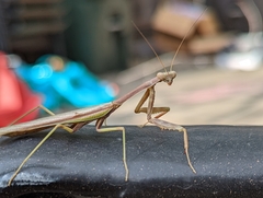 Stagmomantis limbata