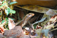Zonosaurus laticaudatus