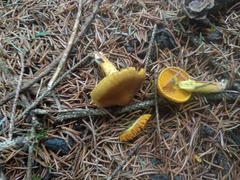 Cortinarius malicorius