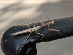 Stagmomantis limbata