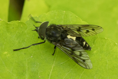Tabanini