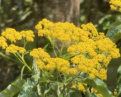 Dendrophorbium