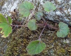 Heuchera missouriensis