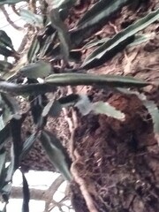 Lepismium cruciforme