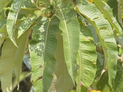 Dendrophorbium