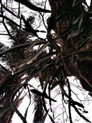 Lepismium cruciforme