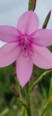Watsonia knysnana