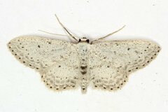 Idaea minuscularia