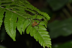 Gonyleptidae