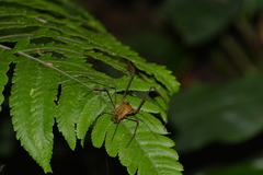 Gonyleptidae
