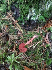 Cortinarius mirandus