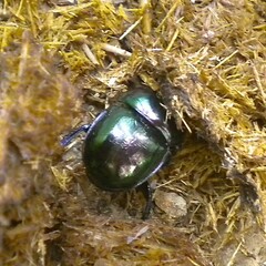 Trypocopris pyrenaeus splendens