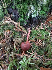 Cortinarius mirandus
