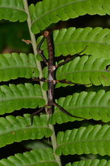Ceroys perfoliatus