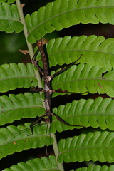 Ceroys perfoliatus